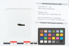 Foto (Objekt + Etikett) von Elaeis eocenica Ettingshausen (NHMW-GEO-2024-0188-9174)